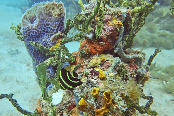 VIP Private Guided Scuba Diving/Snorkeling Excursion - Weather, Timing, and Practical Planning