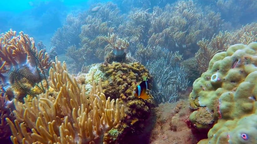 Visit Cham Islands & Snorkelling & Scuba Diving - The old well and Hai Tang Pagoda