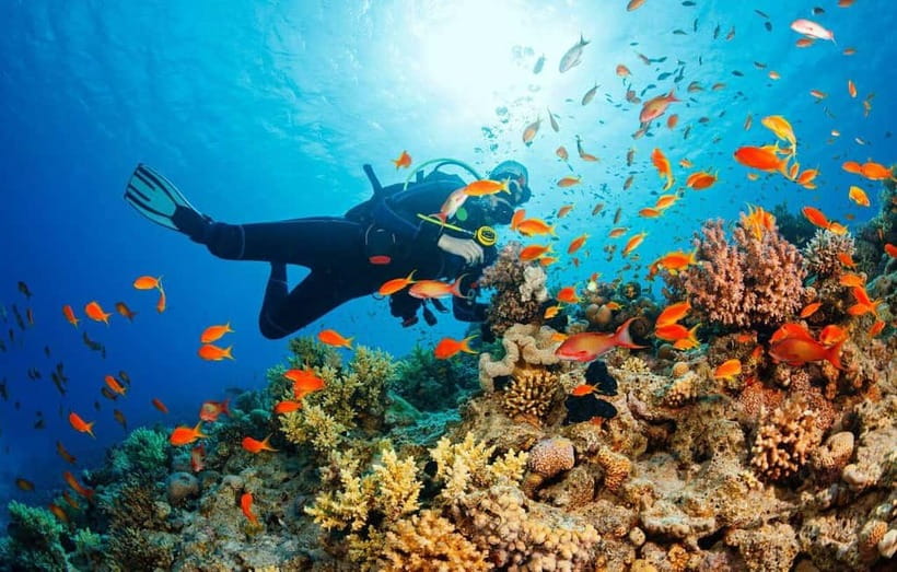 Visit Cham Islands & Snorkelling & Scuba Diving - What the scuba option is really like