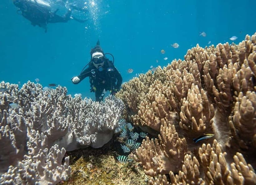 Visit Cham Islands & Snorkelling & Scuba Diving - What the $32 price delivers