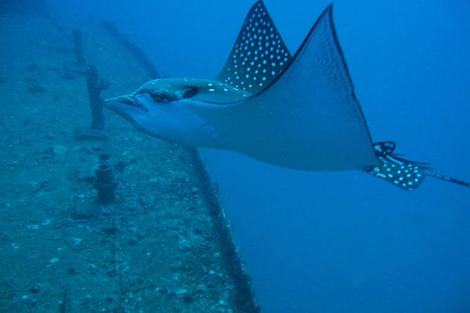 Waikiki 2 Tank World Class Wreck SCUBA Diving - Certified Only - Is $269 a Fair Price?