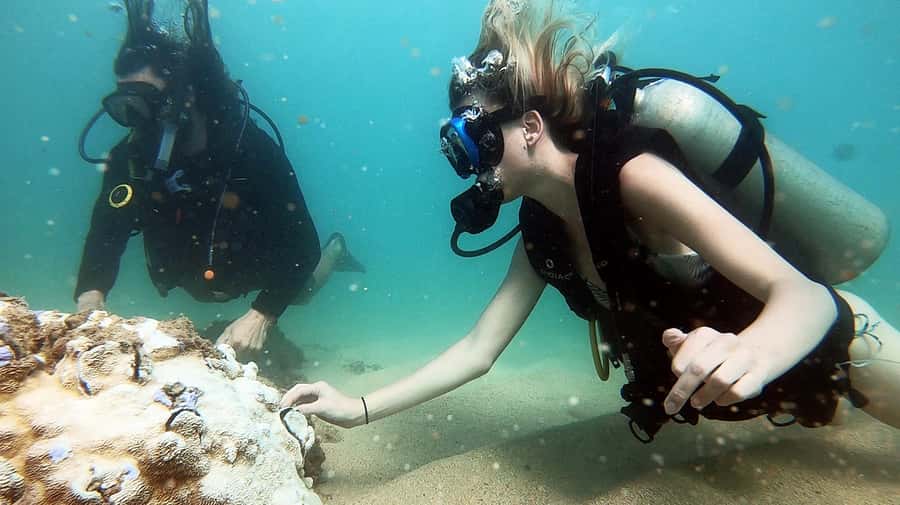 Waikiki: Honolulu Beginner Scuba Diving with Videos - Key points at a glance