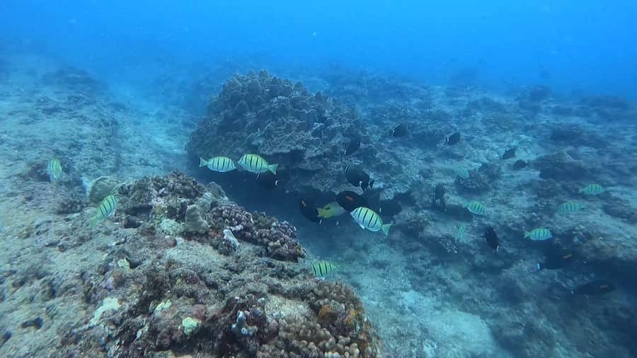 Waikiki: Honolulu Beginner Scuba Diving with Videos - A gentle introduction to scuba at Magic Island Lagoon