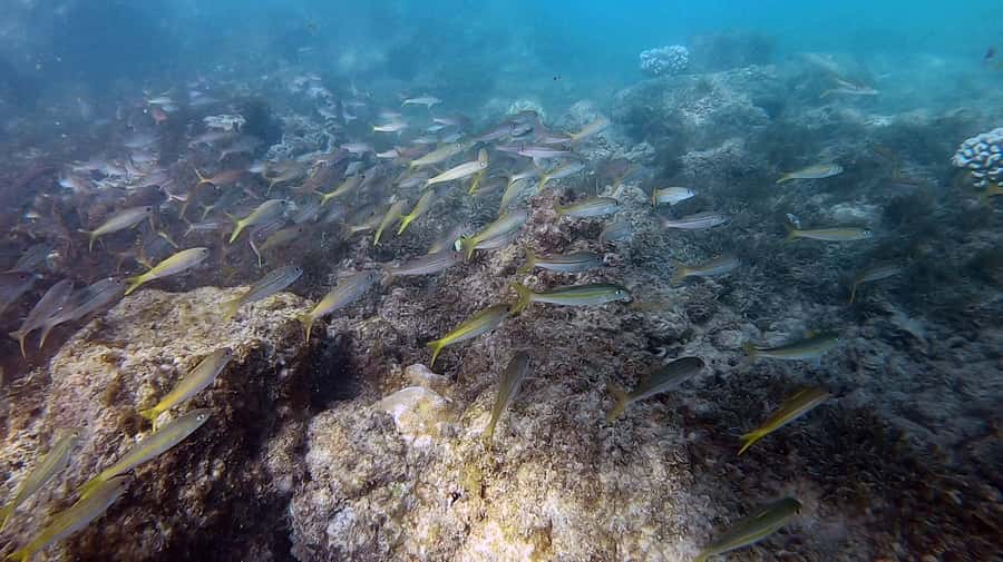 Waikiki: Honolulu Beginner Scuba Diving with Videos - What to bring and what to leave behind