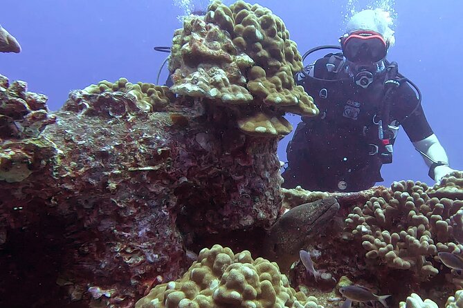 Waikiki Two Tank Guided Scuba Diving Adventure: Certified Diver - Key points to know before booking