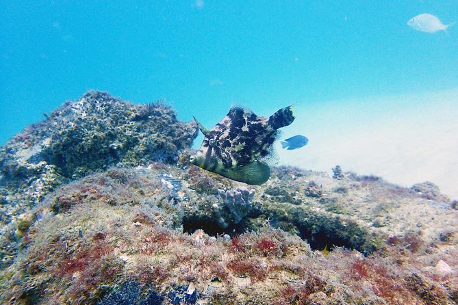 Wave Break Island Scuba Diving on the Gold Coast - Key points before you book