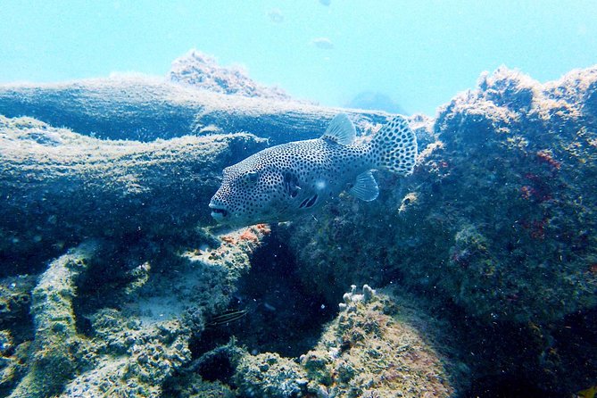 Wave Break Island Scuba Diving on the Gold Coast - The special question for certified scuba users