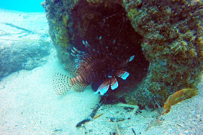 Wave Break Island Scuba Diving on the Gold Coast - Is $92.52 good value?