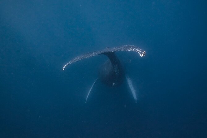 Whale and Dive Combo Tour in Los Cabos - Key points to know before booking