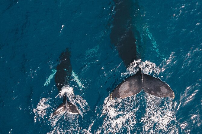 Whale and Dive Combo Tour in Los Cabos - Starting with humpbacks near Cabo San Lucas
