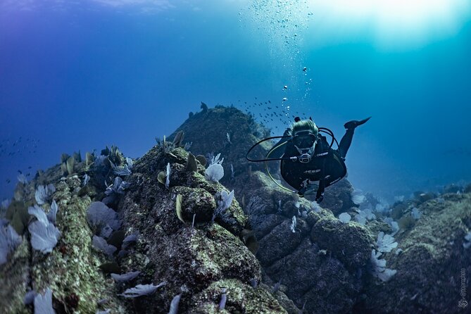 Whale and Dive Combo Tour in Los Cabos - Choosing the first reef site near the whales