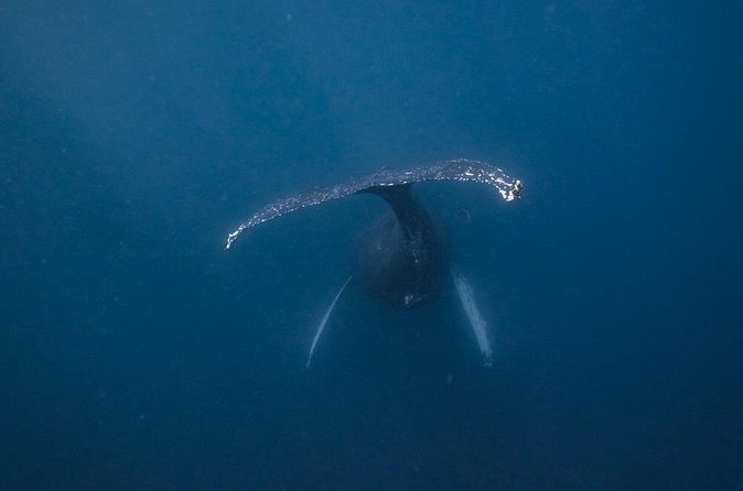Whale and Dive Combo Tour in Los Cabos - What you might see below the surface