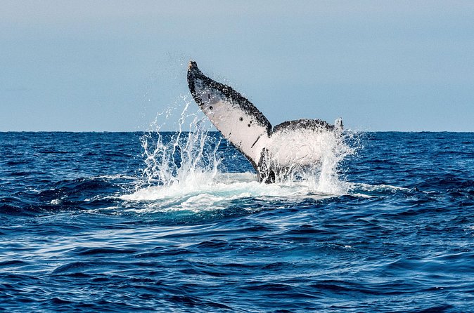 Whale and Dive Combo Tour in Los Cabos - A second site for a different view of the bay