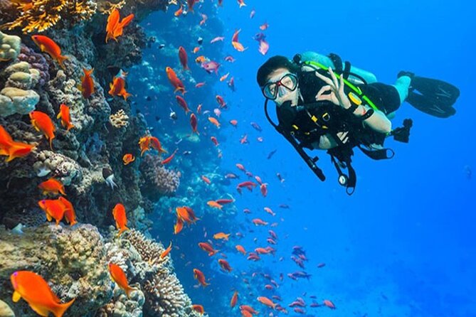 White Island & Ras Mohamed Boat Trip & Diving , lunch from Sharm - Key points to know before booking