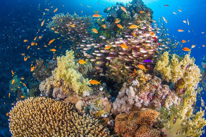 White Island & Ras Mohamed Boat Trip & Diving , lunch from Sharm - Why Ras Mohammed makes this boat trip worthwhile