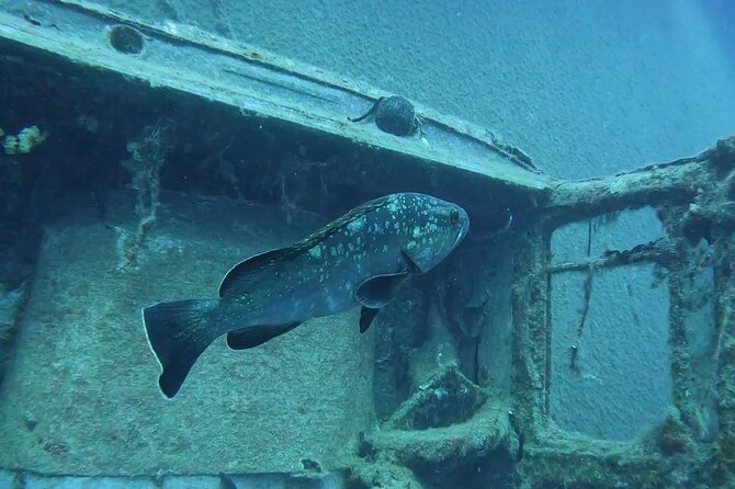 World-Class Zenobia Wreck Dive in Cyprus x 2 dives - Why the Zenobia is worth giving a full day