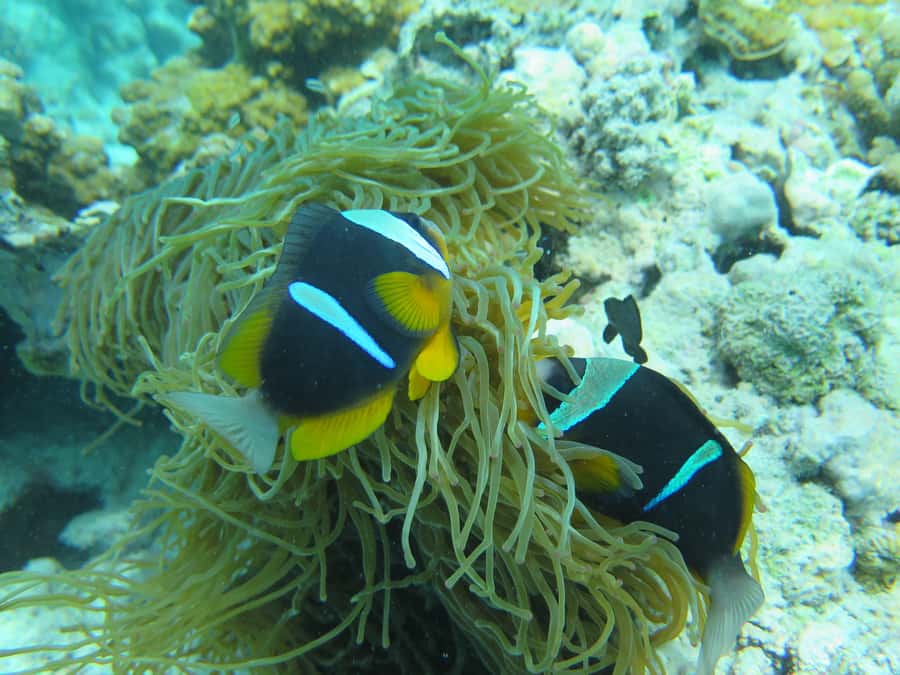 Zanzibar 1 Day Scuba Diving Course for Beginners with Lunch - Key points to know before booking